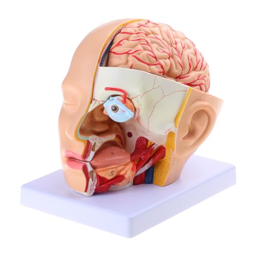 Modell der Hirnarterie, anatomische Hirnarterie, Anatomie, menschlicher Kopf, Hirnarterie, Modell für den medizinischen Unterricht von PANHDK