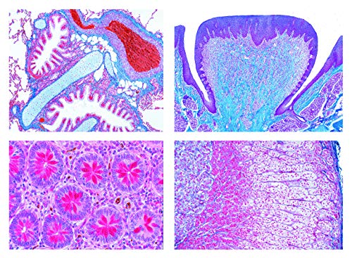 LIEDER Mikropräparat Serie - Histologie des Menschen, Basis von PHILIPS