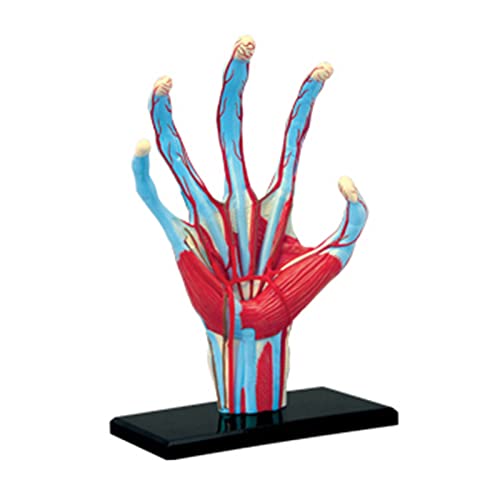 Menschliches Hand-Skelettmodell, anatomisches Modell, Anatomie, Kinderpuzzle, pädagogisches Modell, innere Organe von Pjeghbvop