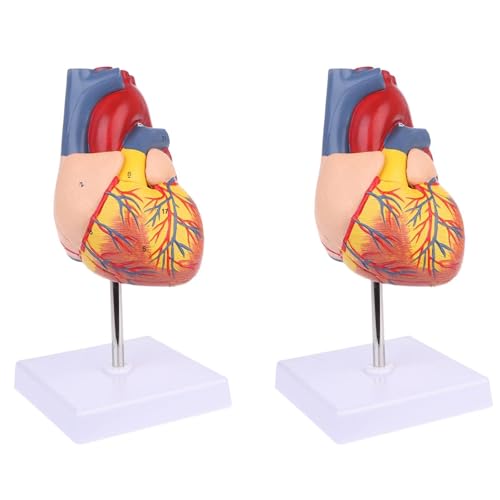 Zerlegtes Anatomisches Menschliches Herzmodell Anatomie Medizinisches Lehrmittel von Pjeghbvop