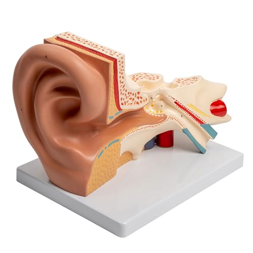 Vergrößertes Menschliches Hörorgan Anatomiemodell Lehrmittel Anatomisches Ohrmodell Zeigt Die Struktur Des Außenohrs Und Des Innenohrs von Rebellious