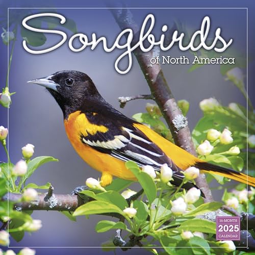 Songbirds of North America Wandkalender 2025, 16 Monate Naturkalender, 30,5 x 30,5 cm von SELLERS PUBLISHING, INC.