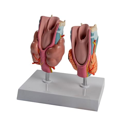 Pathologisches Schilddrüsenanatomie-Modell mit abnehmbaren Teilen, anatomisches Hörorganmodell für Vorlesungsbericht von SLXLYH