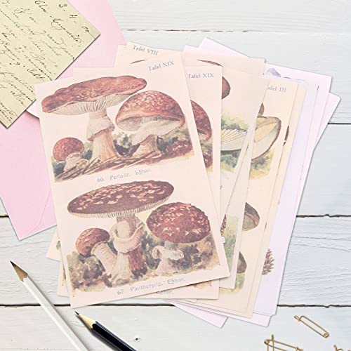 Steowsey 400 StüCk Scrapbooking Bedarf Tagebuch Schreiben Vintage Scrapbook Aufkleber Selbstklebende Sammelalbum Washi Aufkleber für Album Kunst Steowsey 400 StüCk Scrapbooking Bedarf Tagebuch Schreiben Vintage Scrapbook Aufkleber Selbstklebende Sammelalbum Washi Aufkleber für Album Kunst von Steowsey