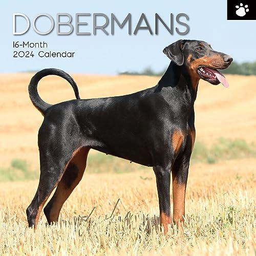 Wandkalender 2024 - Dobermänner - Dobermans - Kalender auf Englisch mit 180 Kalender Aufklebern von The Gifted Stationery