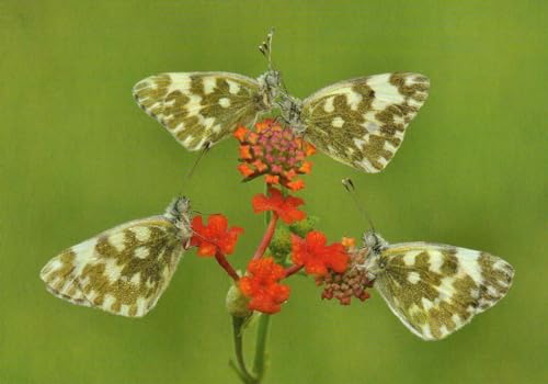 Tushita Postkarte Butterflies on red flower von Tushita