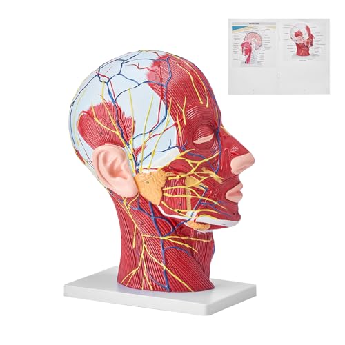 VEVOR Gefäßmodell des Kopfes Menschliche Anatomie Gehirn Modell 225 x 115 x 281 mm, Anatomie Skelett Halbzerlegtes Modell, Modell des Stamms für Schulungen, Werkzeuge, Medizinische Lernbedarf von VEVOR