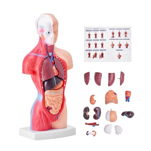 VEVOR Menschliches Körpermodell, 15 Teile 28 cm,Menschlicher Torso Anatomie Modell Anatomisches Skelett Modell mit abnehmbaren Organen, Pädagogisches Lehrmittel für Studenten, Unterrichtshilfen von VEVOR