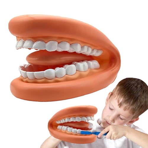 Virtcooy Mundmodell,Zahnmodell, Pädagogischer weicher tragbarer Mund, Weiches, tragbares künstliches Zahnmodell für praktisches Lernen, gefälschtes Modell für Kinder und Erwachsene und von Virtcooy