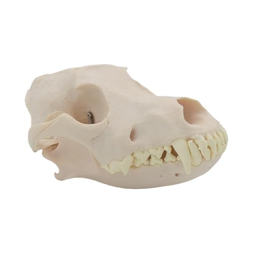 Hundeschädel Anatomie Modell Hundekopf Skelett Modell Realistisches Anatomisches Hundekopf Knochenmodell für Tierärztliche Bildung von WHFCBJBW