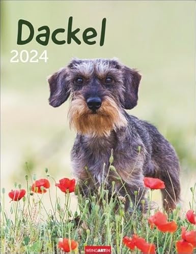 Dackel. Jahres-Wandkalender 2024 mit Platz für Notizen und Termine. Foto-Kalender für Hundefans und Dackelliebhaber. Bildkalender 2024 im Hochformat 30x39 cm von Weingarten in Athesia Kalenderverlag GmbH