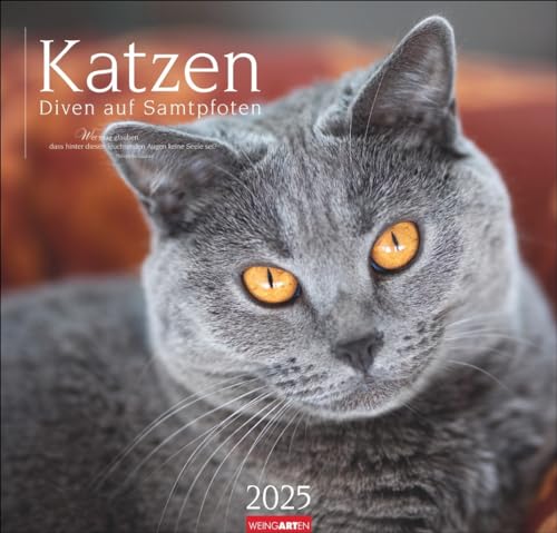 Katzen - Diven auf Samtpfoten - Kalender 2025 - Weingarten-Verlag - Annette Timmermann - Fotokalender - Wandkalender mit wundervollen Katzen-Porträts - 48 cm x 46 cm von Weingarten