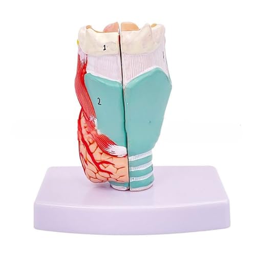 Anatomiemodell des menschlichen Larynx, lebensgroß, anatomisches Larynx-Modell, abnehmbares menschliches Hals-Modell, Anatomie für Krankheitenstudien von YENVWG