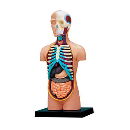 Anatomie-Modell des menschlichen Torso-Körpers mit abnehmbaren Organen, Bildungsorgane, Modell für den Unterricht, Studium, Klasse, Schüler von YMXQUP