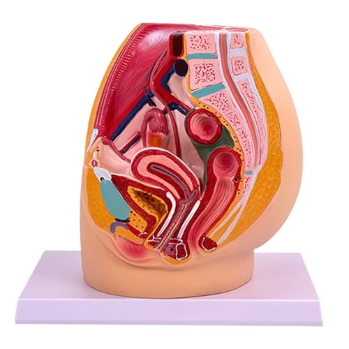 Weibliches Beckenhohlraummodell, weibliches Fortpflanzungsorgan, Anatomiemodell für Geburtstraining und klinische Demonstration von YiNLuax