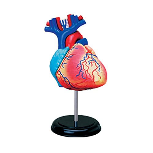 Anatomisches Herzmodell, menschliches Organ, anatomisches Modell, Herzmodell, abnehmbar, Wissenschaft, Anatomie, Herzmodell für Studium, menschliches Modell für Anatomie von YiQinzcxg