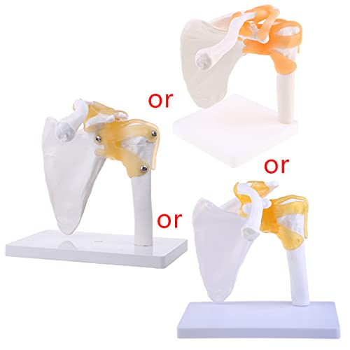 Funktionelle Anatomische Lebensgröße Menschlicher Anatomie Skelett Schulter Gelenk Knochenmuskel Funktionelle Anatomische Lebensgröße Menschlicher Anatomie Skelett Schulter Gelenk Knochenmuskel von alloneslife