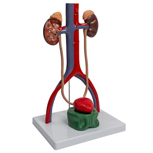 1:1 Modell Des Menschlichen Urogenitalsystems. Lehrmittel Für Modell Des Menschlichen Harn Und Fortpflanzungssystems von antianzhizhuang