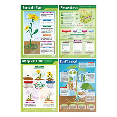 Poster „Pflanzen“, 4er-Set, wissenschaftliche Poster, Glanzpapier mit den Maßen 850 mm x 594 mm (A1), wissenschaftliche Poster für das Klassenzimmer, Lernposter von Daydream Education von Daydream Education