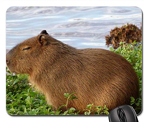 Computer-Mauspad, Capybara Natur Tier Welpe Rutschfest Mousepad Weich Gaming Mauspad Für Maus Laptops Büro 25X30Cm von guangzhoushenqinshangmaoyouxiangongsi