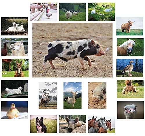 Bauernhof Tiere Postkarten - 20 verschiedene Tierpostkarten-set ideal für Sammler und Postcrossing (Schafe, Schweine, Kühe, Pferde, Enten) von the lazy panda card company