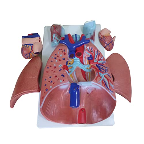 Atemwegs-Herzmodell, Lungenabteilungsmodell, medizinisches Modell, menschliches Larynx-, Herz-Lungen-Anatomie-Modell von xbiez